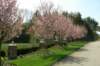 landscapepicturesandbriannashorse312_small.jpg